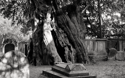 The Eternal Yew In The Crumbling Churchyard