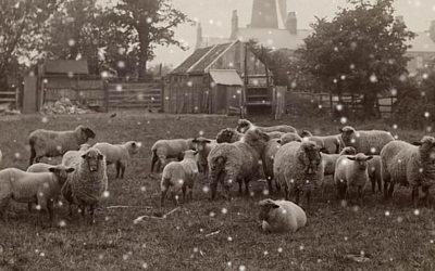Following The Good Shepherd Into Winter