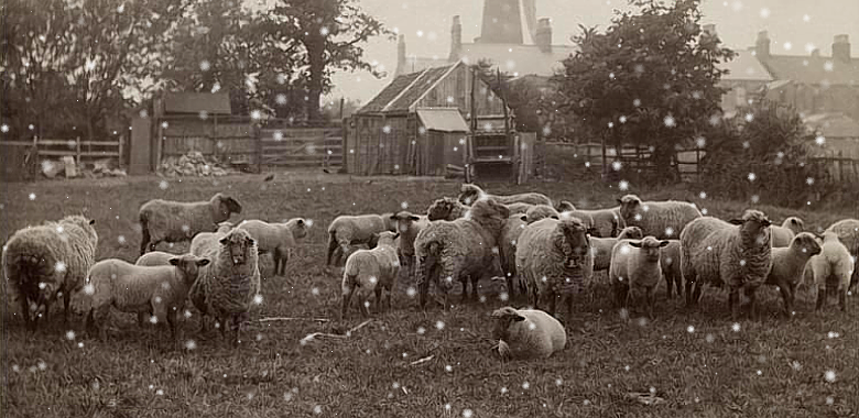 Following The Good Shepherd Into Winter